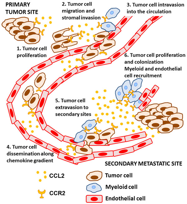 The role of CCL2-CCR2 signaling during the metastatic process.
