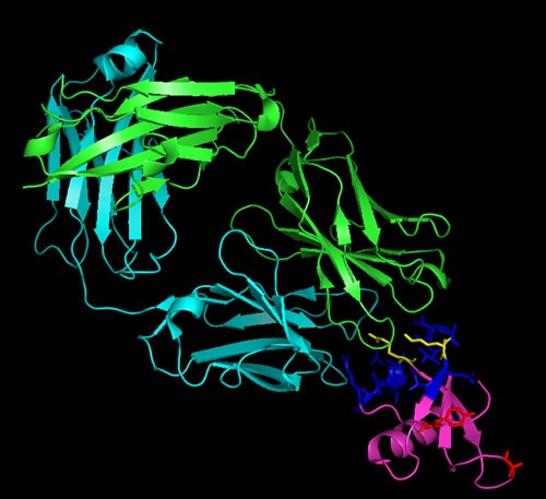 Ribbon representation of CNTO888 in complex with CCL2.