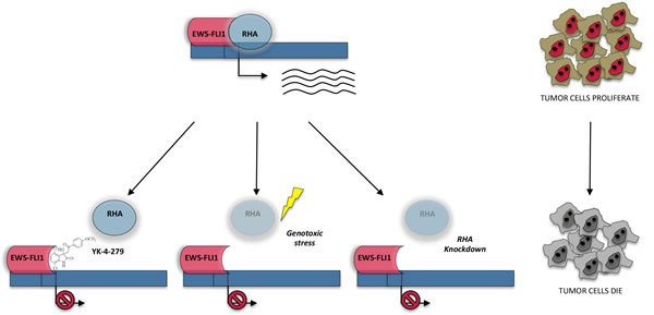 Interplay between RHA and EWS-FLI1 in the regulation of gene expression of Ewing sarcoma.
