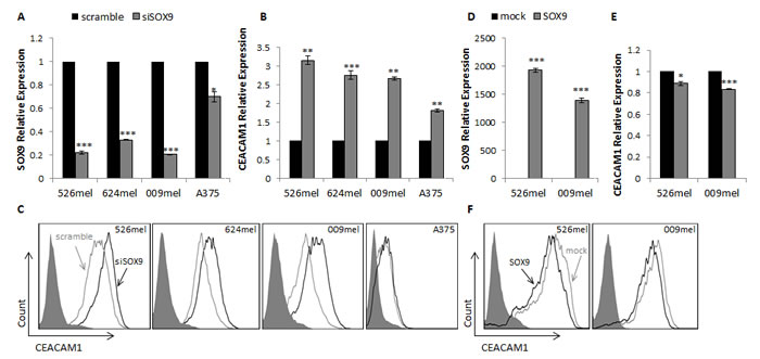 SOX9 influences CEACAM1 expression in melanoma cells.