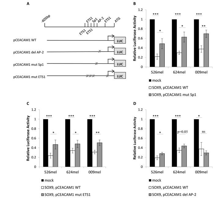 Transcription factors Sp1, ETS1 and AP-2 mediate the SOX9 down-regulation of the CEACAM1 promoter.