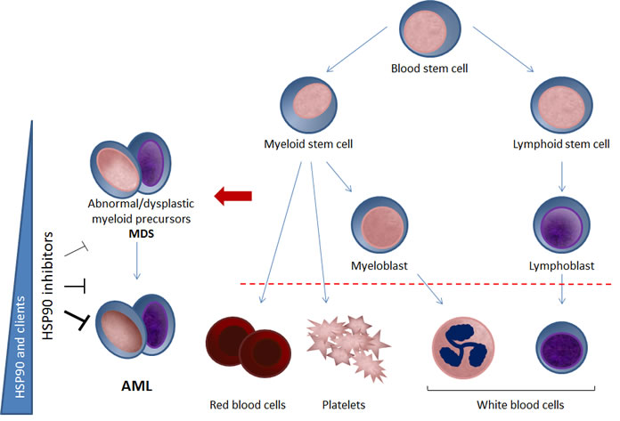 Potential for HSP90 inhibition in MDS and AML.