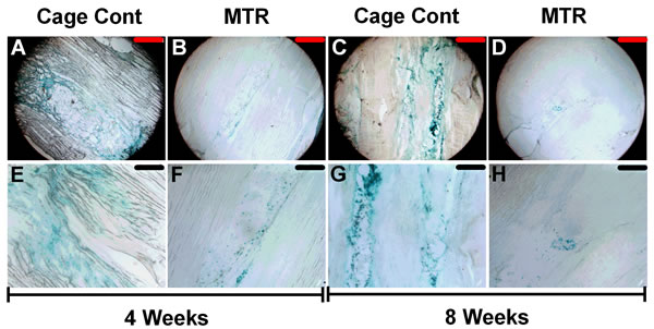 &#x3b2;-gal staining of healing wound in aging rat patellar tendon.