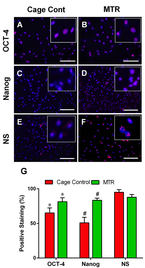 MTR enhances stem cell marker expression in TSCs from aging rats.