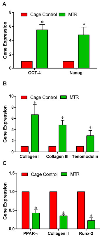 MTR enhance both stem cell and tenocyte related marker expression but decreases non-tenocyte related gene expression in aging rats.