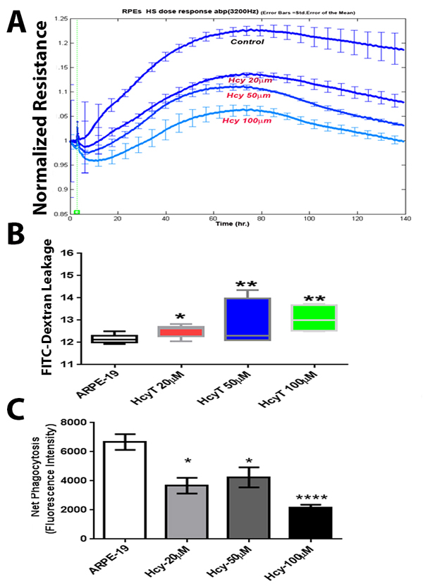 Transendothelial electric resistance (TER), FITC dextran flux, and phagocytic activity assays of ARPE-19 cells treated with and without Hcy-thiolactone.