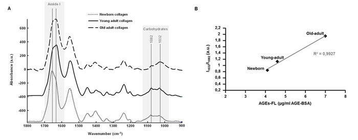 ATR-FTIR analysis of 3D matrices as a function of collagen age.