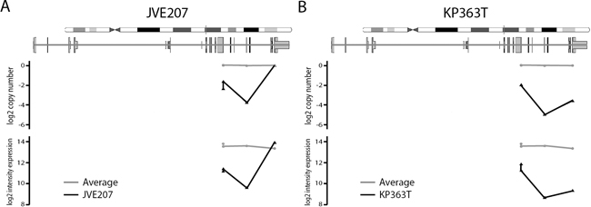 Probe level copy number and expression intensity for SMAD4 in JVE207 and KP363T.