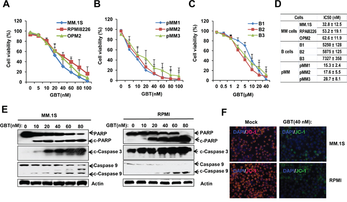 GBT reduced cell viability and induces apoptosis in MM cells.