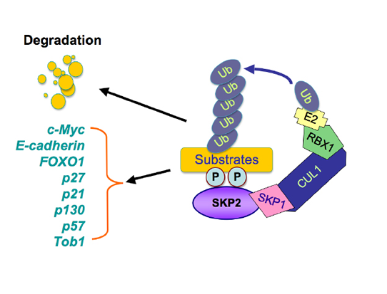Illustrated pathway of Skp2-mediated degradation of its substrates.