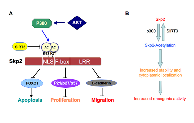Proposed model for how Skp2 oncogenic role is regulated by p300 and SIRT3.