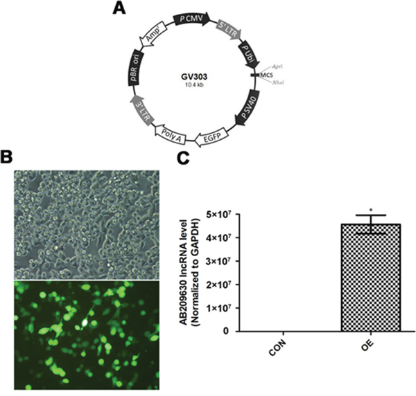 AB209630 was successfully upregulated by AB209630-expressing lentiviral vector.