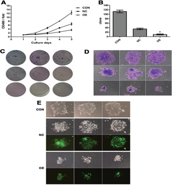 Increased expression of AB209630 suppressed the proliferation of FaDu cells.