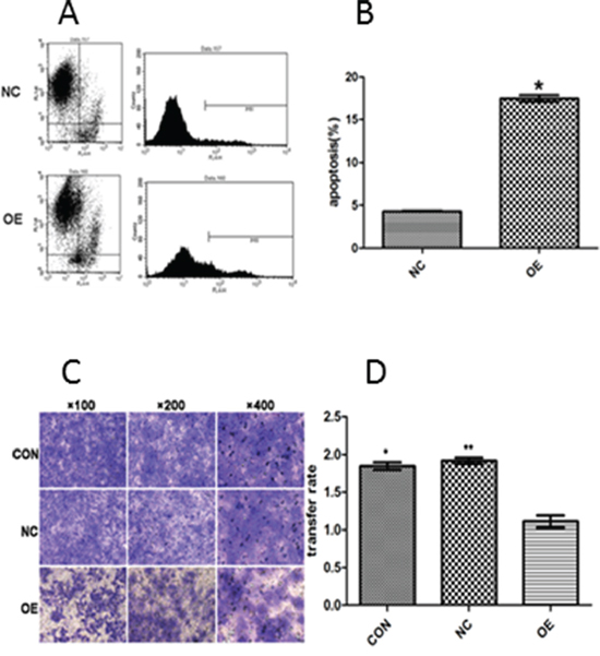 The apoptosis rate was evaluated quantitatively by flow cytometry (A and B) and the suppressive effect of AB209630 on the invasion of FaDu cells (C and D).