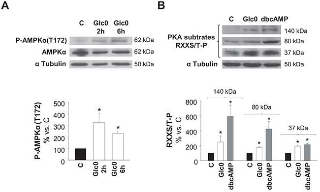 AMPK and PKA activation during glucose restriction.