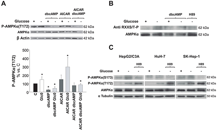 Regulation of AMPK activation by PKA phosphorylation in hepatic cancer cells.