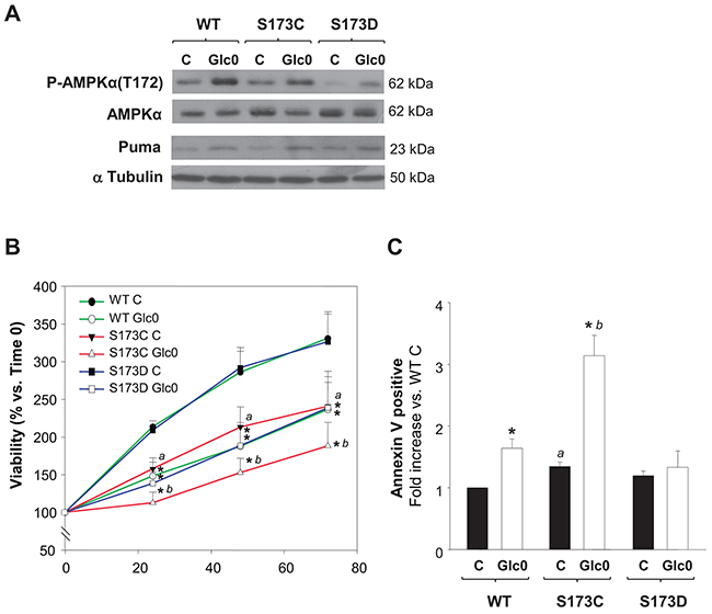 Disruption of AMPK&#x03B1;1(S173) increases cell death during glucose starvation in hepatocarcinoma derived cells.