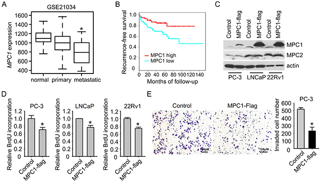 MPC1 suppresses prostate cancer cell growth and invasion.