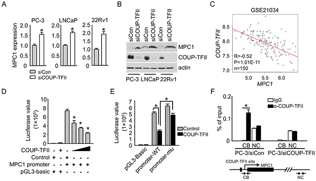 COUP-TFII suppresses MPC1 expression.