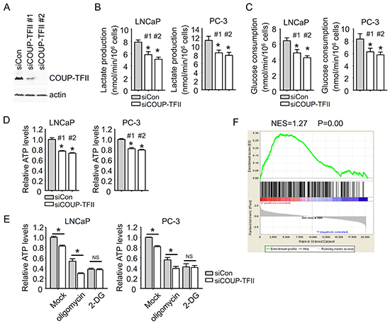 COUP-TFII regulates glycolysis in prostate cancer cells.