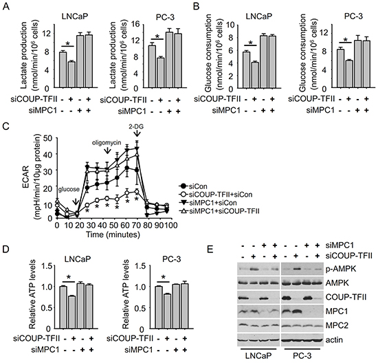 MPC1 knockdown diminishes the effect of COUP-TFII knockdown on inhibiting glycolysis.