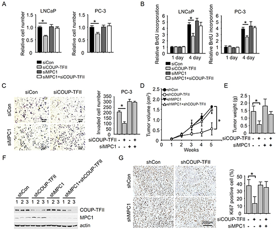 MPC1 knockdown diminishes the effect of COUP-TFII knockdown on inhibiting prostate cancer cell growth and invasion.