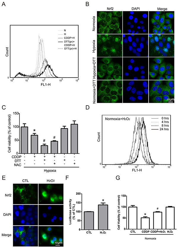 Nrf2 activation is increased by hypoxia-induced intracellular ROS production.