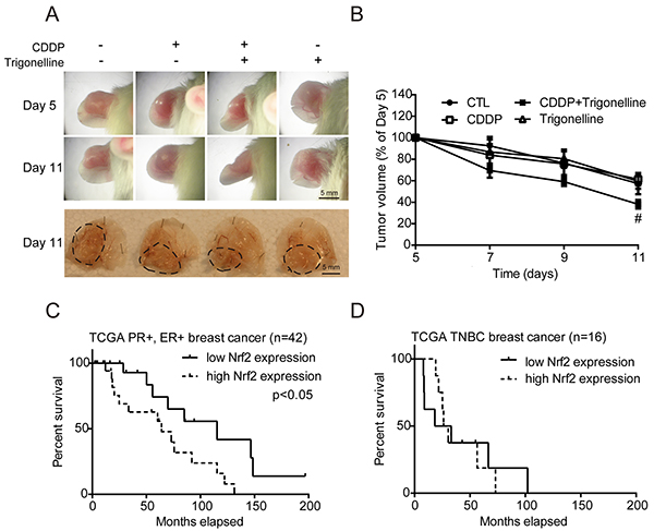 CDDP combined with trigonelline treatment can effectively treat tumors in mice, and the TCGA breast cancer data show the importance of Nrf2 in the survival rate of patients.