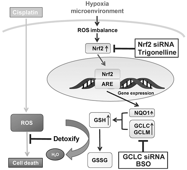 Model of Nrf2-induced drug resistance under hypoxia.