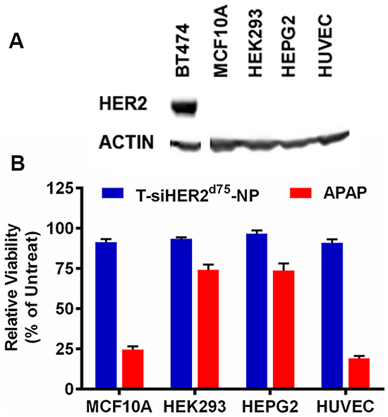 Cytotoxicity of T-siHER2d75-NP in a panel of non-tumorigenic cell lines, MCF10A, HEK293, HEPG2, and HUVEC.
