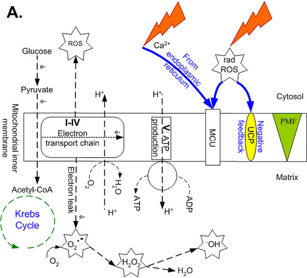 Ionic pathways across the mitochondrial inner membrane just before and after irradiation.