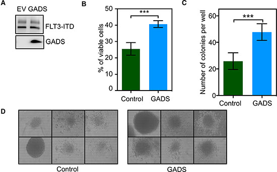 GADS expression significantly contributed to cell proliferation and colony formation.