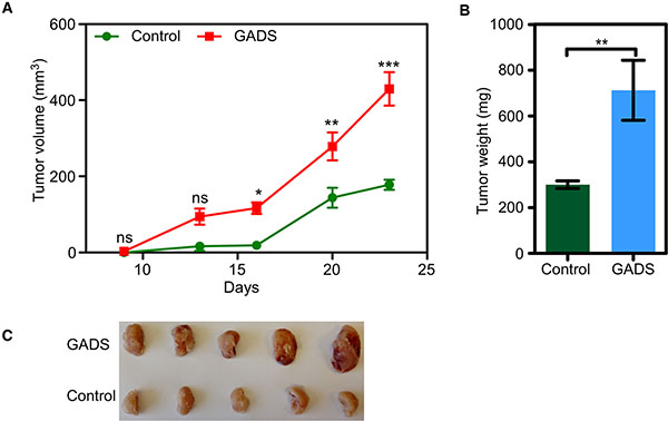 GADS enhances tumor growth in a mouse xenograft model.