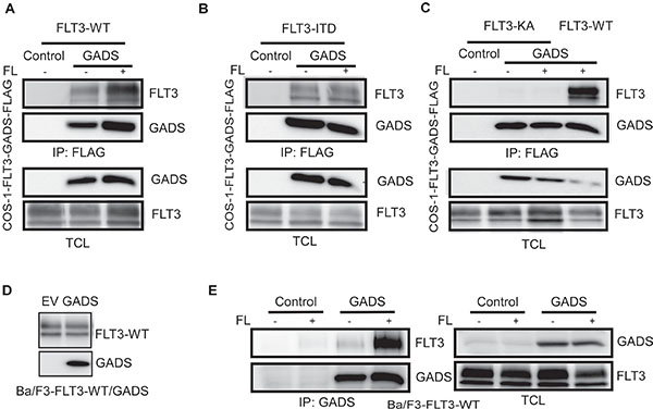 GADS binds with FLT3 in response to ligand stimulation.