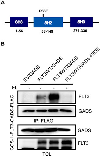 The GADS-SH2 domain associated with FLT3.
