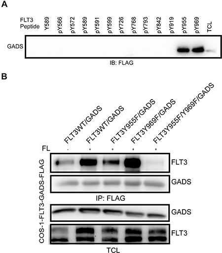 GADS associates with FLT3 through Y955 and Y969 residues.