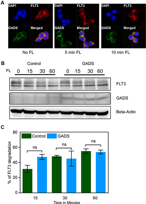 GADS localized with FLT3 to the cell surface but did not alter FLT3 stability.