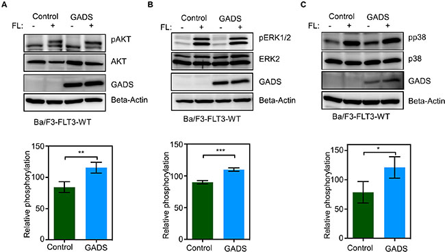 GADS expression enhances FLT3-induced signaling.