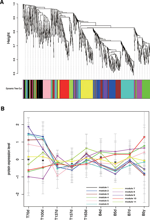 Co-expression analyses of brain development.