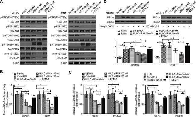 HULC activates the PI3K/Akt/mTOR signaling pathway and up-regulates the expression of HIF-1&#x03B1; in a hypoxic environment in vitro.