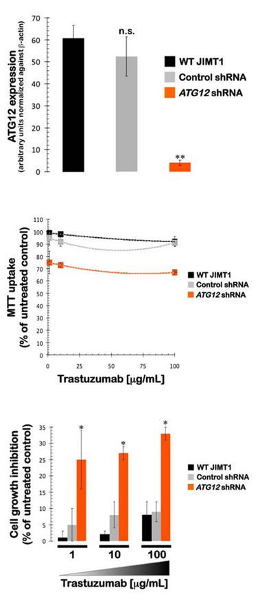 Impact of shRNA-driven genetic ablation of ATG12 on the efficacy of the anti-HER2 monoclonal antibody trastuzumab (Herceptin) in vitro.