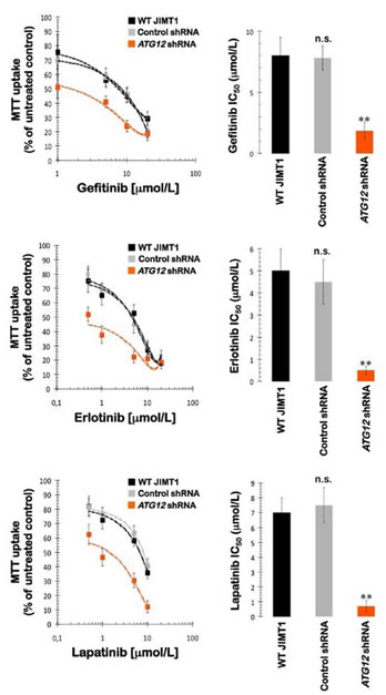 Impact of shRNA-driven genetic ablation of ATG12 on the efficacy of HER1/2-tyrosine kinase inhibitors in vitro.