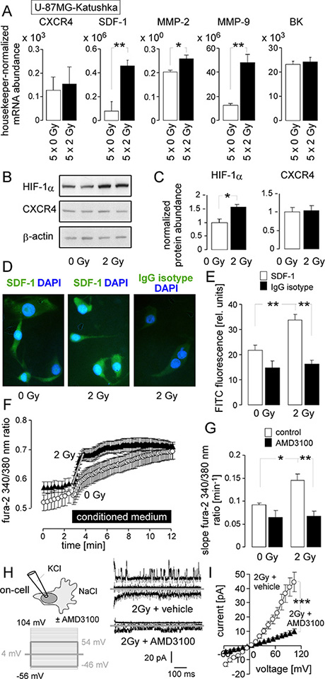 IR stimulates a migratory and invasive phenotype in U-87MG-Katushka cells probably via stabilization of HIF-1&#x03B1;, upregulation of SDF-1, CXCR4-mediated Ca2+ signaling and BK channel activation.
