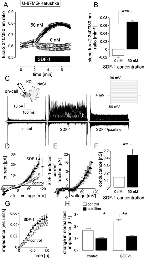 Stimulation with the chemokine SDF-1 mimics the effect of IR on BK channel activity and transfilter migration in U-87MG-Katushka cells.
