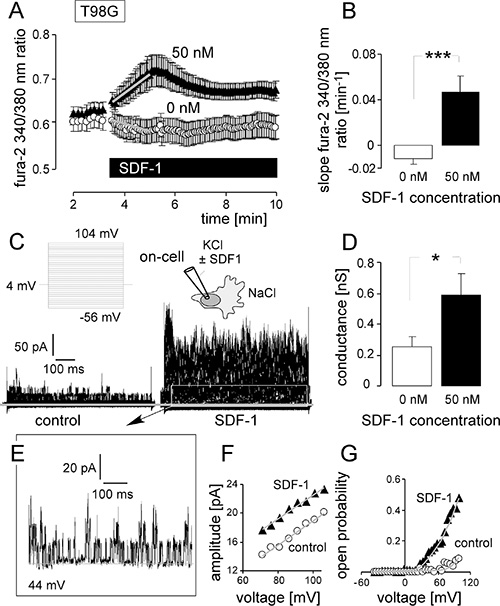 SDF-1 elicits Ca2+ signals and mimics the effect of IR on BK channel activity and migration in T98G cells.