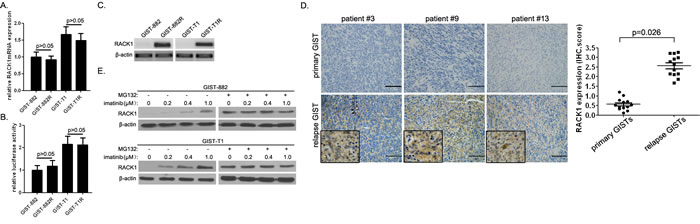RACK1 is overexpressed in imatinib-resistant GIST cells.