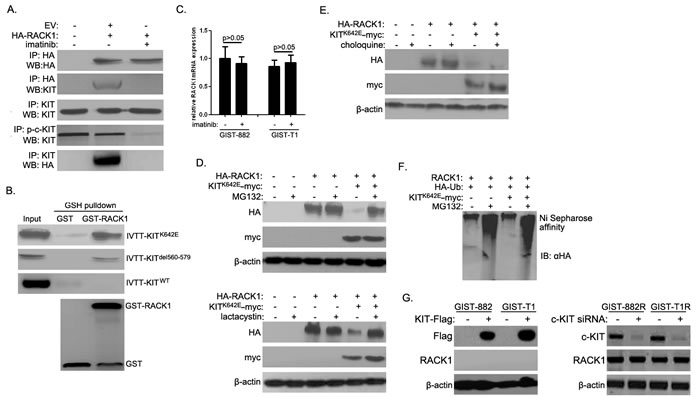 Activated c-KIT binds to RACK1 and is required for ubiquitin-proteasome degradation of RACK1.