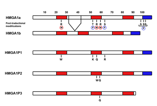 Structure of HMGA1Ps and their main mutations with respect to HMGA1 proteins.