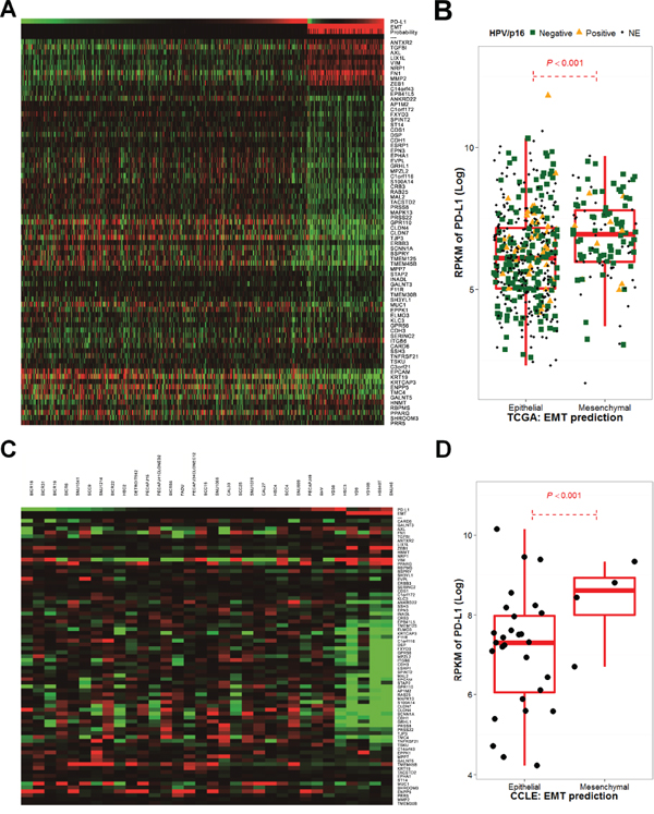 The epithelial-mesenchymal transition gene expression signature correlates with PD-L1 expression in The Cancer Genome Atlas and the Cancer Cell Line Encyclopedia.