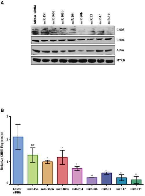 CHD5 protein expression in NBLS cells following transient transfection with miRNA mimics.